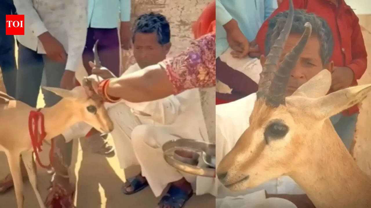 Bikaner family’s tearful goodbye to deer they raised for 18 months leaves internet emotional: Parenting lesson on love and letting go