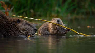 Beavers are climate heroes: Study reveals they can trap over 1,300 tons of carbon