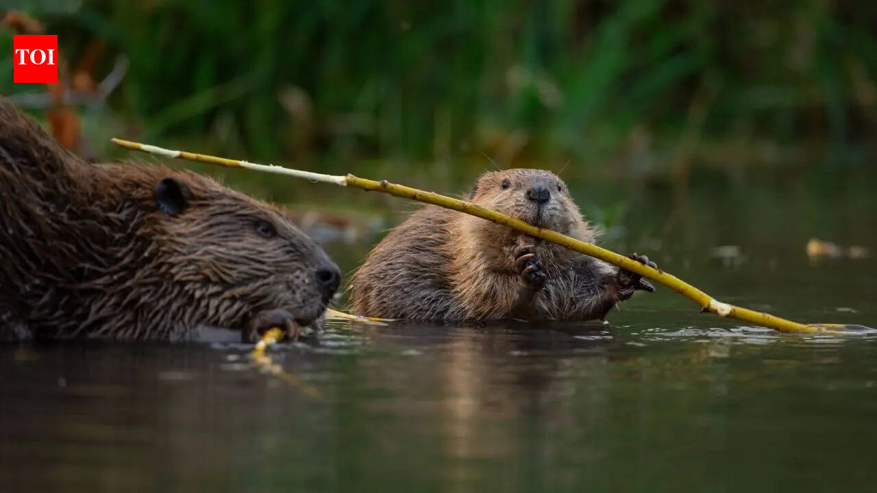 बीवर जलवायु नायक हैं: अध्ययन से पता चलता है कि वे 1,300 टन से अधिक कार्बन फँसा सकते हैं |