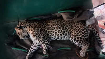 Leopard holed up in Mysuru home, rescued