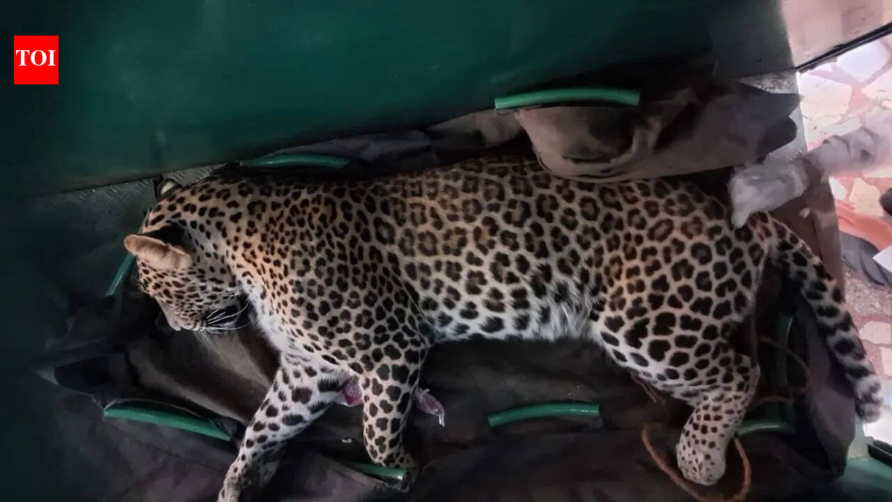 Leopard holed up in Mysuru home, rescued