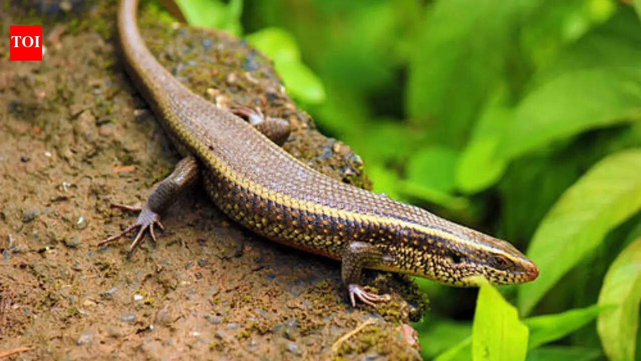 Australia’s rarest reptile, the kungaka skink, has been rediscovered, with fewer than 20 left in the wild