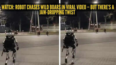 Watch: Robot chases wild boars in viral video – but there's a jaw-dropping twist