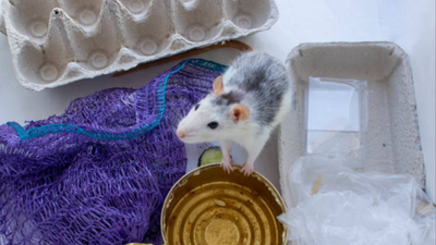 Cakes and biscuits pulled from UK shelves over rodent contamination