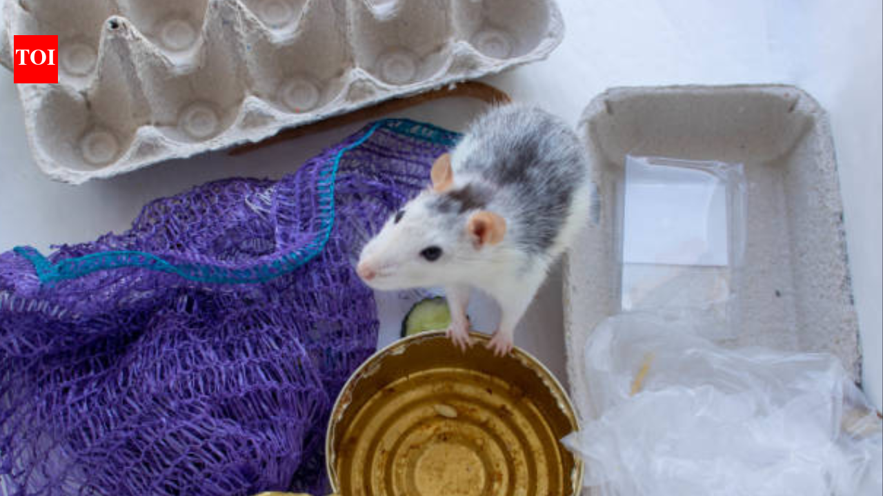 Cakes and biscuits pulled from UK shelves over rodent contamination