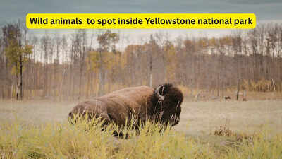 8 powerful wild animals you can spot in Yellowstone National Park (if you’re lucky)