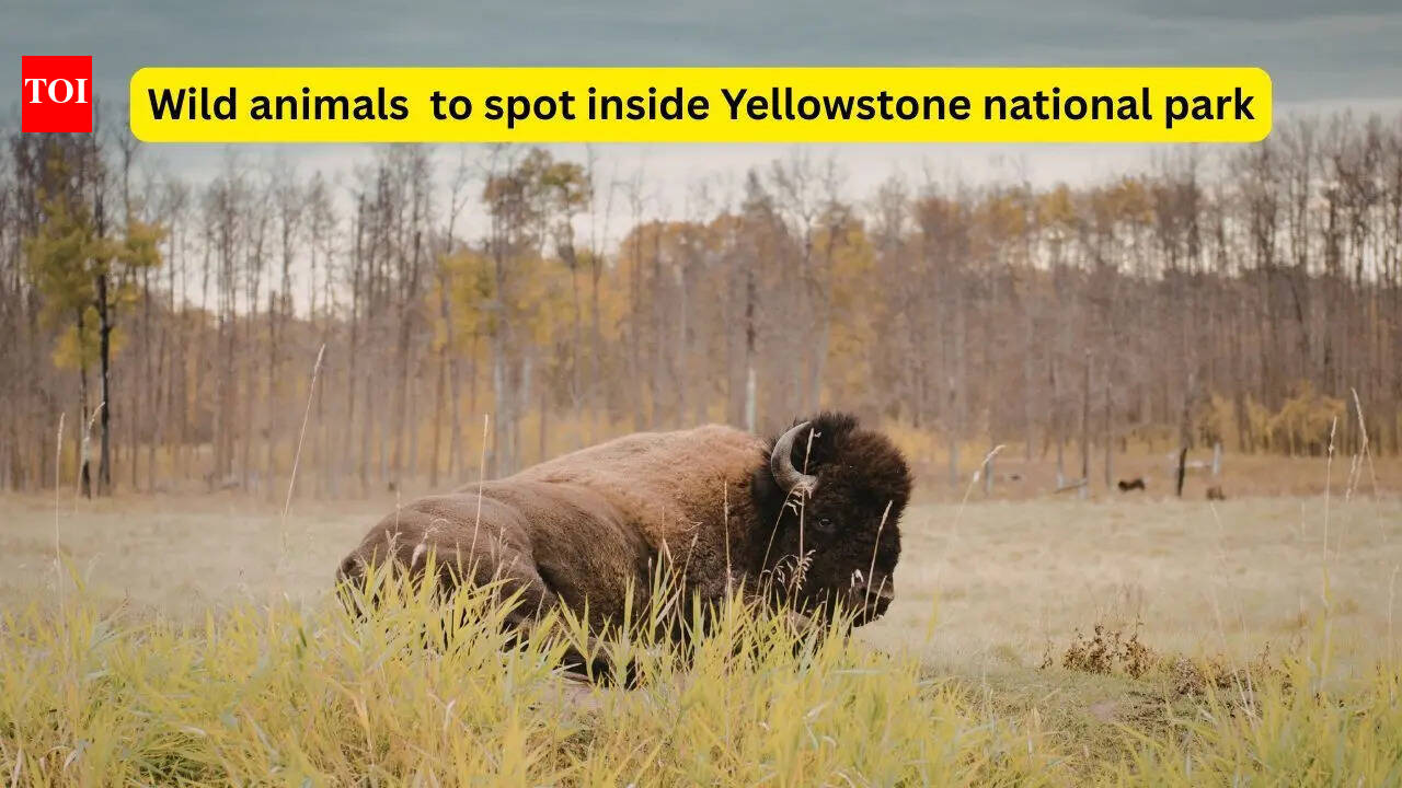 8 powerful wild animals you can spot in Yellowstone National Park (if you’re lucky)