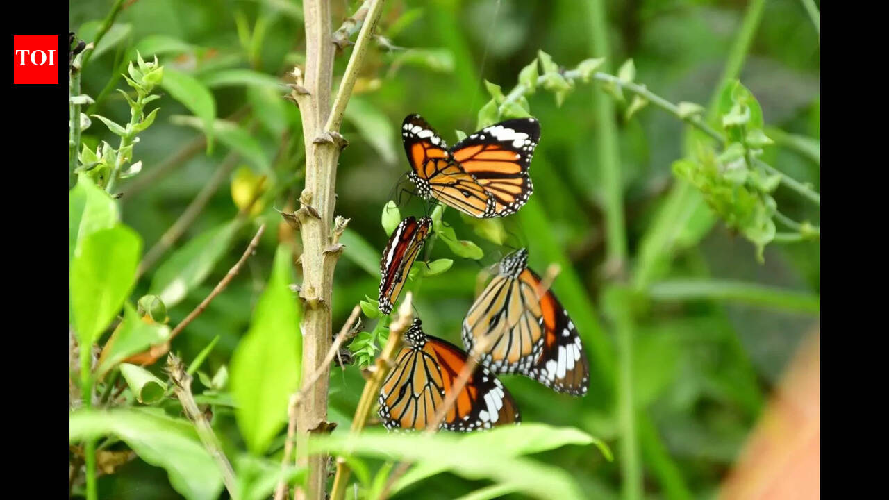 Butterfly Field Day: Dash of colours as over 100 varied species spotted at RPCAU