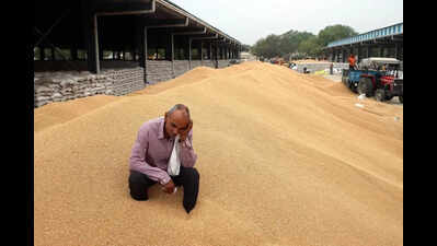 Jhajjar: Farmers lock mandi gates amid procurement crisis