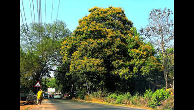 Why Plan To Rid City Forests Of Termites Has Bugged Experts