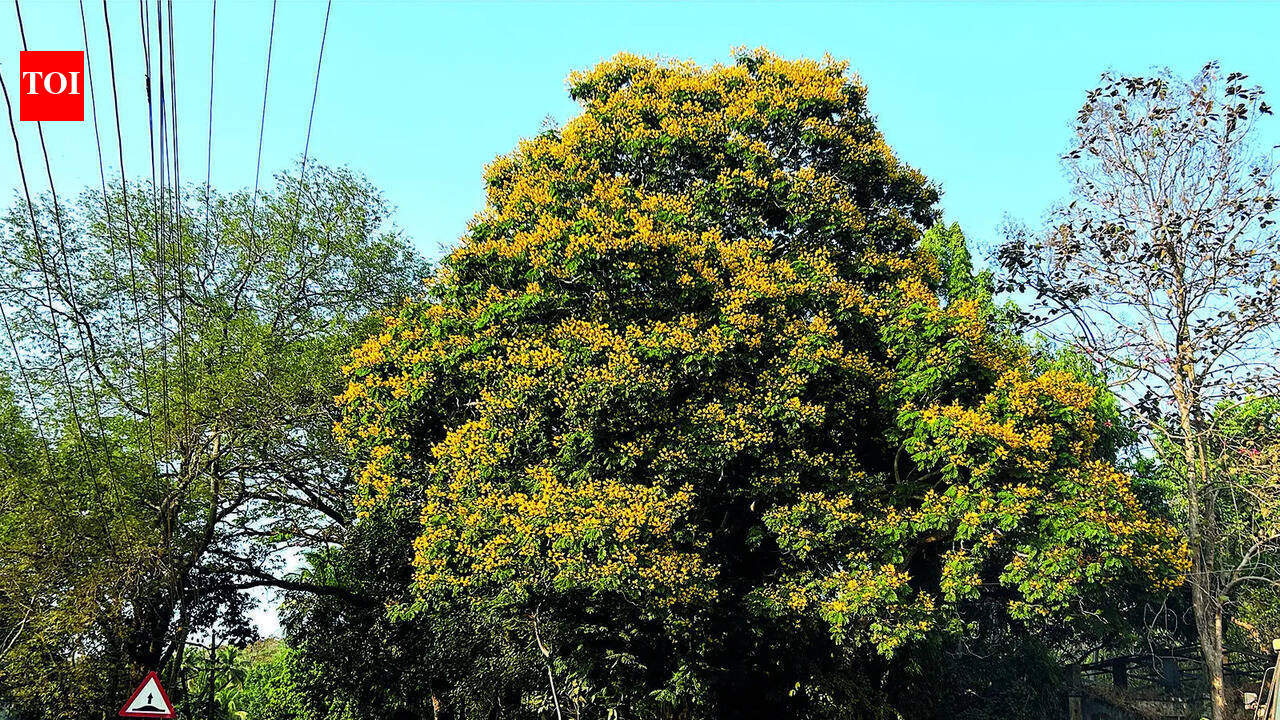 Why Plan To Rid City Forests Of Termites Has Bugged Experts