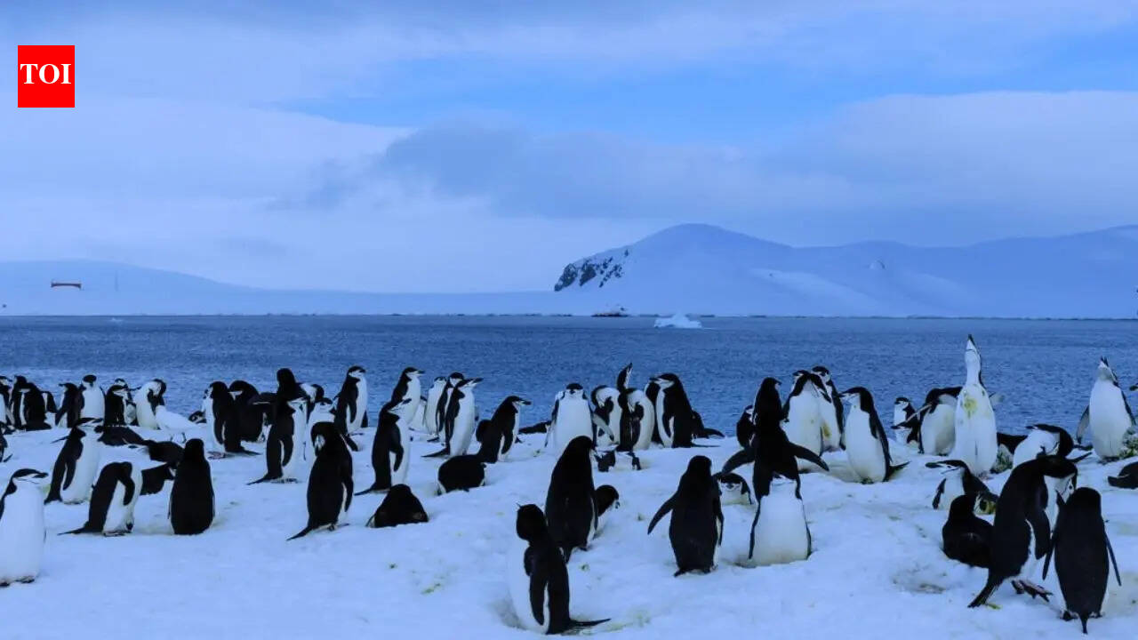 Antarctica has no cities, no people, and no permanent life: Here’s why humans can’t stay there forever