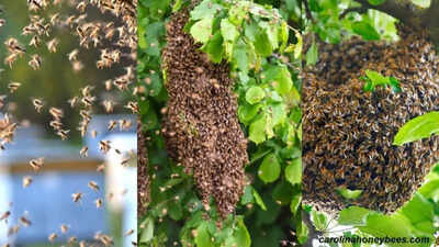 Bees are emerging earlier than expected: What early visits could mean for your home garden