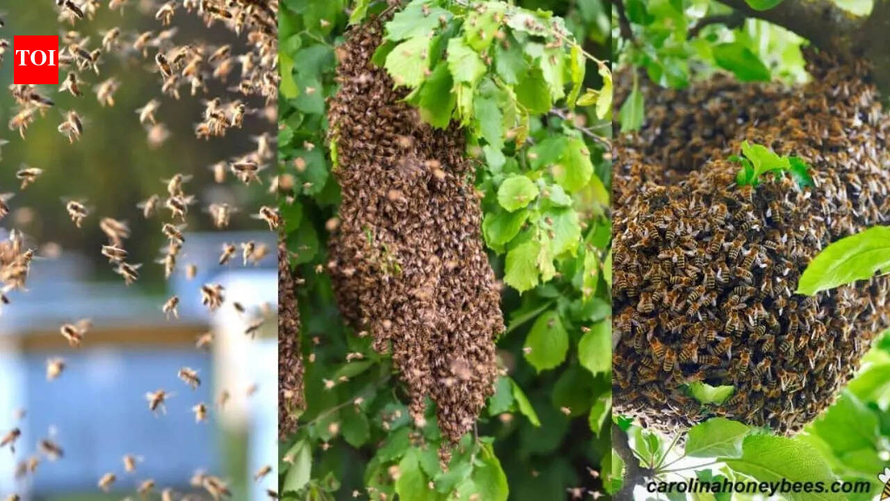 Bees are emerging earlier than expected: What early visits could mean for your home garden