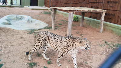 Cheetahs arrive in Bengaluru from South Africa as Karnataka joins India's Cheetah revival mission