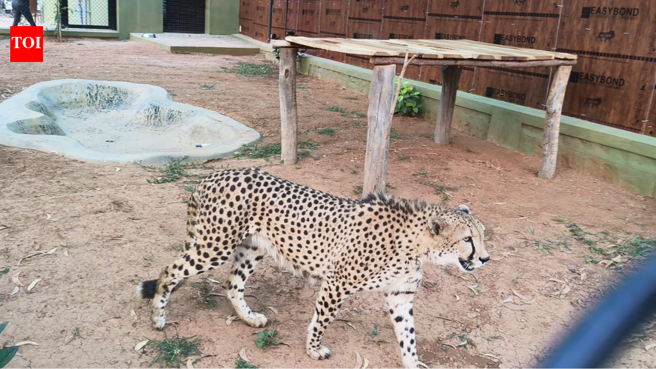 Cheetahs arrive in Bengaluru from South Africa as Karnataka joins India's Cheetah revival mission