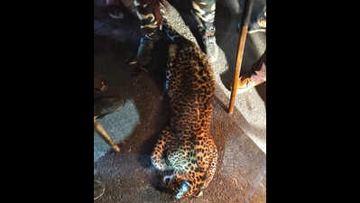 Leopardess killed in Pilibhit hit-and-run