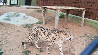 Spotted attraction: Four cheetahs from Africa at Bengaluru’s Bannerghatta Biological Park