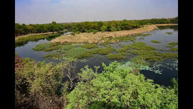 Plastic, sewage, and neglect: Gorewada Lake faces a hidden threat