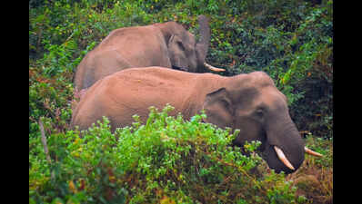 Wild tuskers stray into Sikharchandi, spark panic