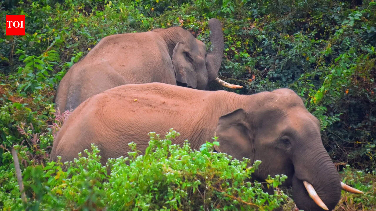 Wild tuskers stray into Sikharchandi, spark panic