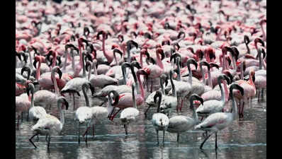 Navi Mumbai welcomes flamingos amid concerns over reduced wetlands