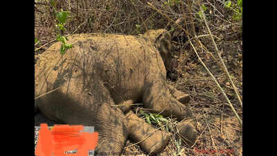 Tusker dies 12 days after eating bait bomb