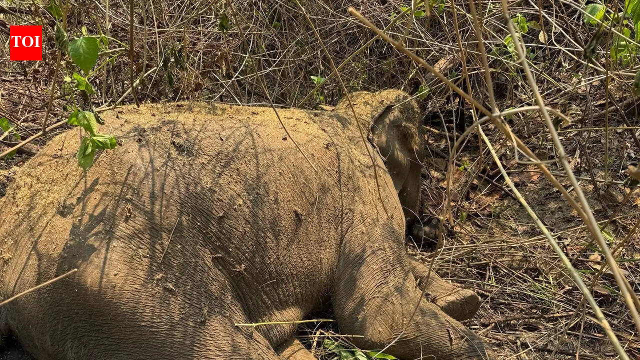 Tusker dies 12 days after eating bait bomb