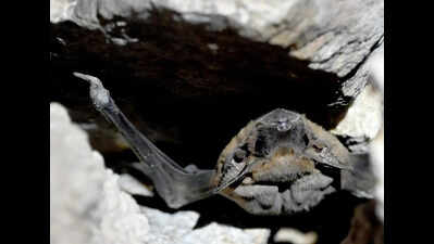  A wild side of Tughlaqabad revealed