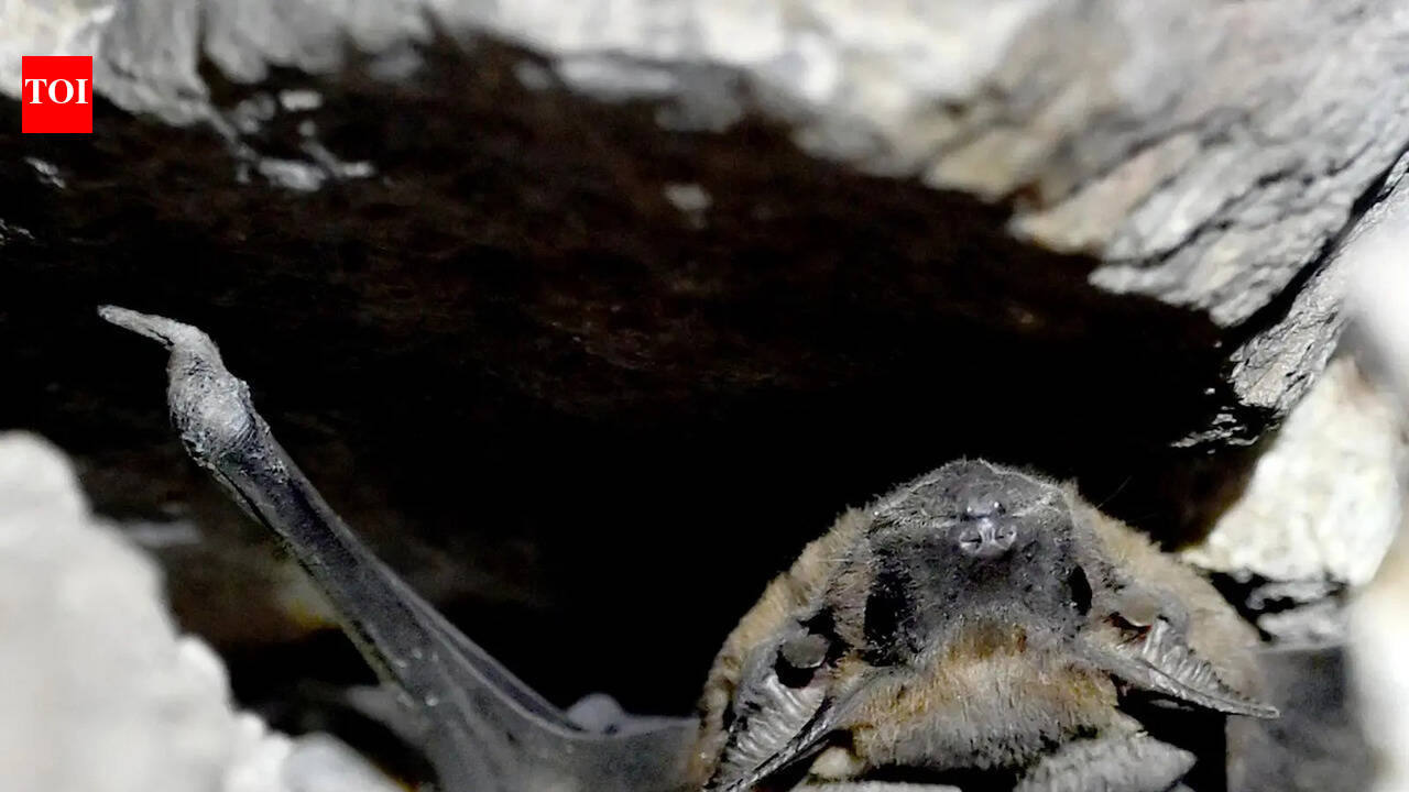 Bats in the bastions: A wild side of Tughlaqabad revealed