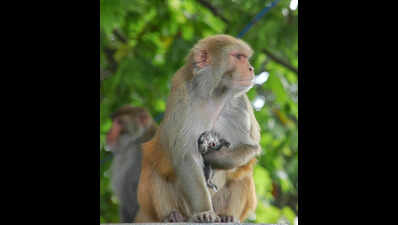 Forest dept draws up plan to check monkey menace