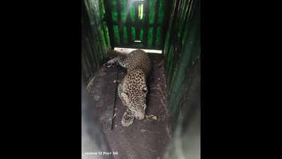 Big cats’ return to Pimparkhed renews fear in Shirur villagers