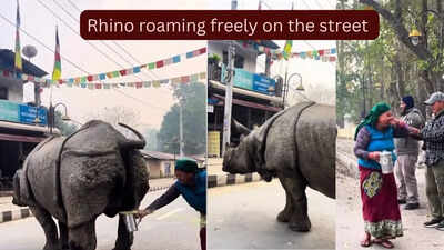 A massive rhino urinated on the street and what a woman did is something the Internet will never forget...