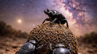 Dung beetles use the Milky Way to stay on track even in total darkness; here's how they do it