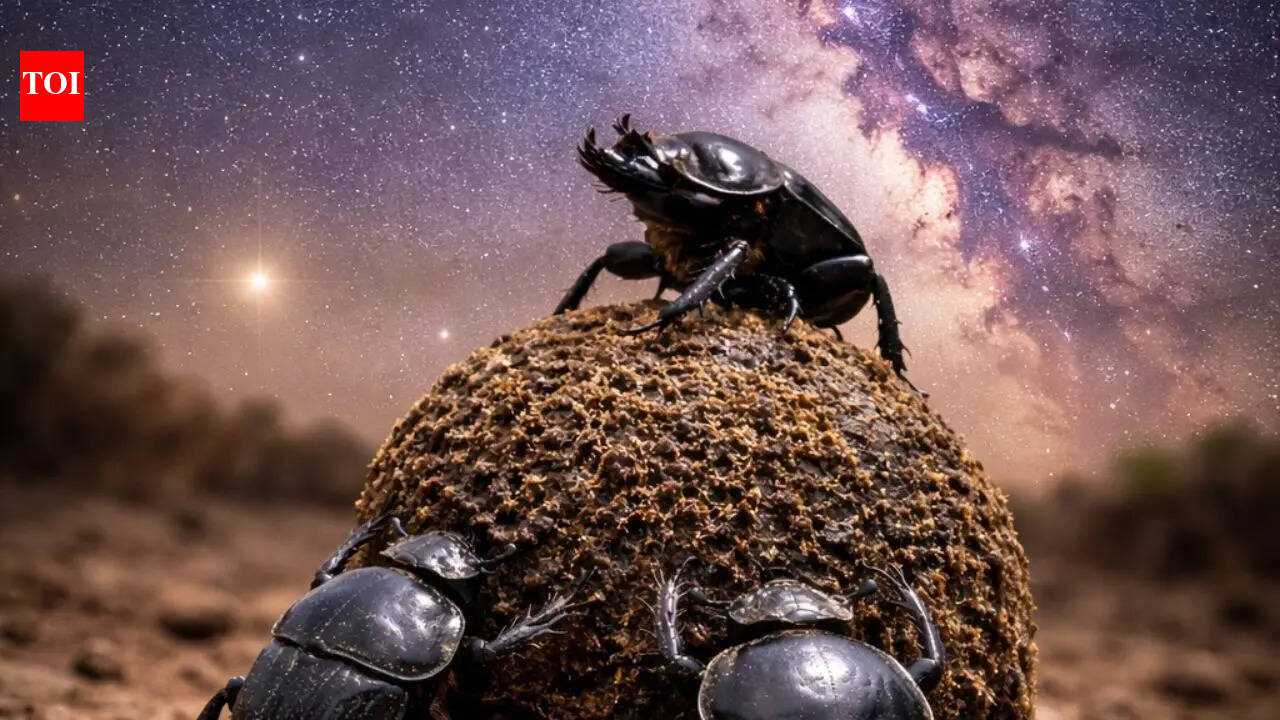Dung beetles use the Milky Way to stay on track even in total darkness; here’s how they do it