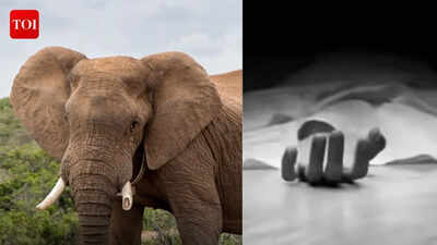 Elephant attack leaves 1 dead in Jharkhand’s Koderma