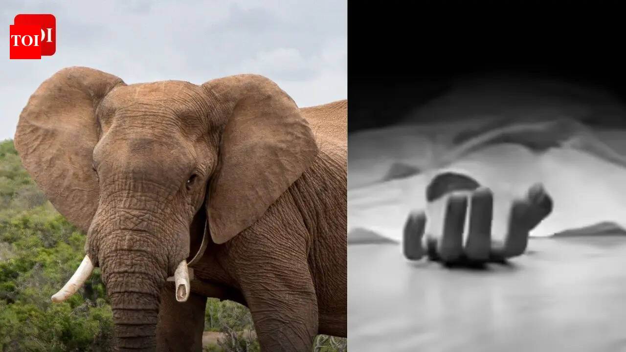 Elephant attack leaves 1 dead in Jharkhand’s Koderma