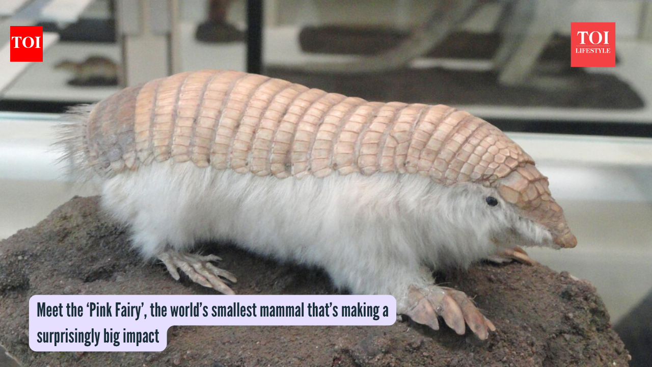 Meet the ‘Pink Fairy’, the world’s smallest mammal that’s making a surprisingly big impact
