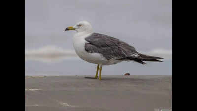 Black-tailed gull, bird from East Asia, makes India debut on Bengal beach