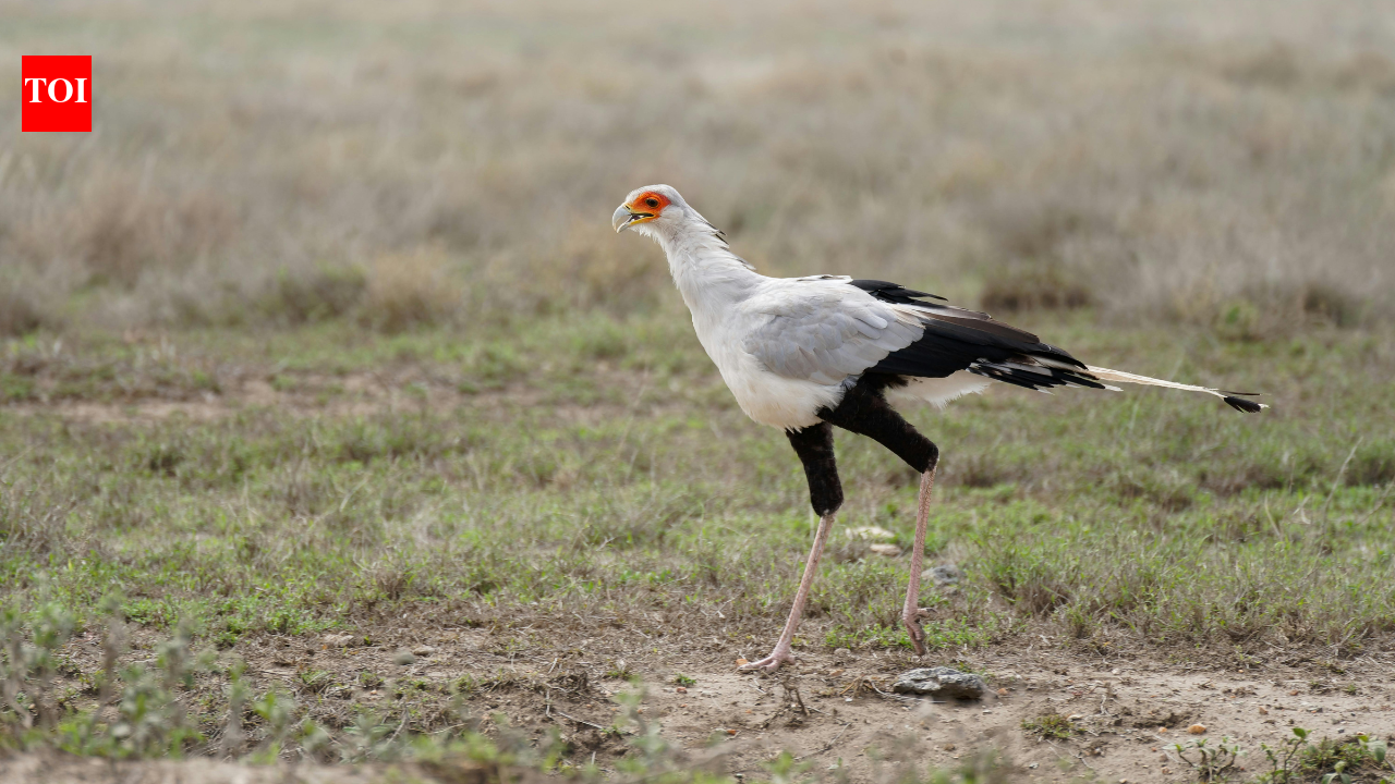 Meet the ‘Secretary Bird’: The fearless predator that kills Cobras with a kick