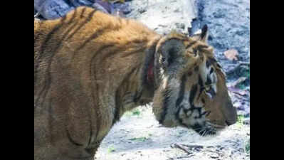 Tiger with neck wound spotted in Pilibhit Tiger Reserve