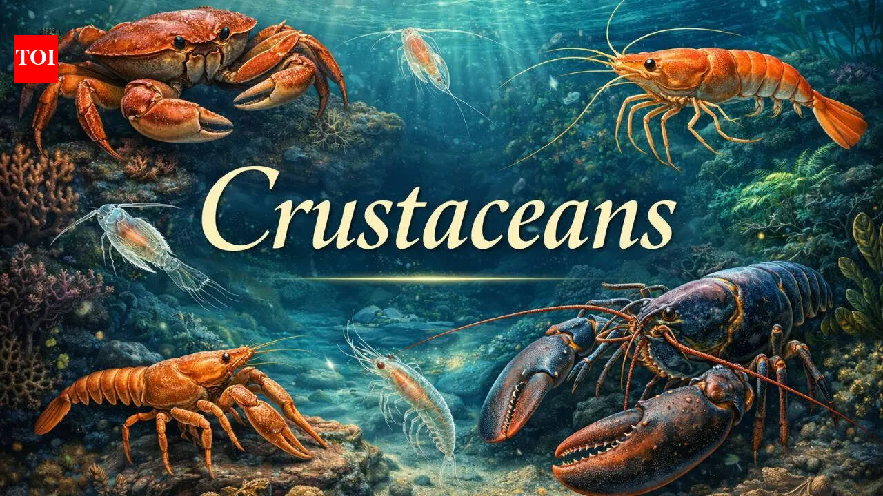 Word of the Day: Crustaceans