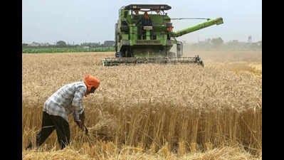 Wheat procurement crosses 88%; lifting stays below 12%
