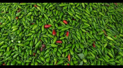 Ferozepur farmers to export green chillies to Middle East