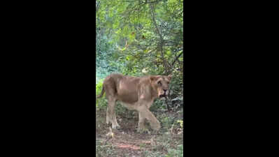 Tracker hurt as lioness turns aggressive during release in Amreli