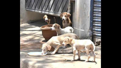 Chakan council starts dog sterilisation drive, to double shelter strength