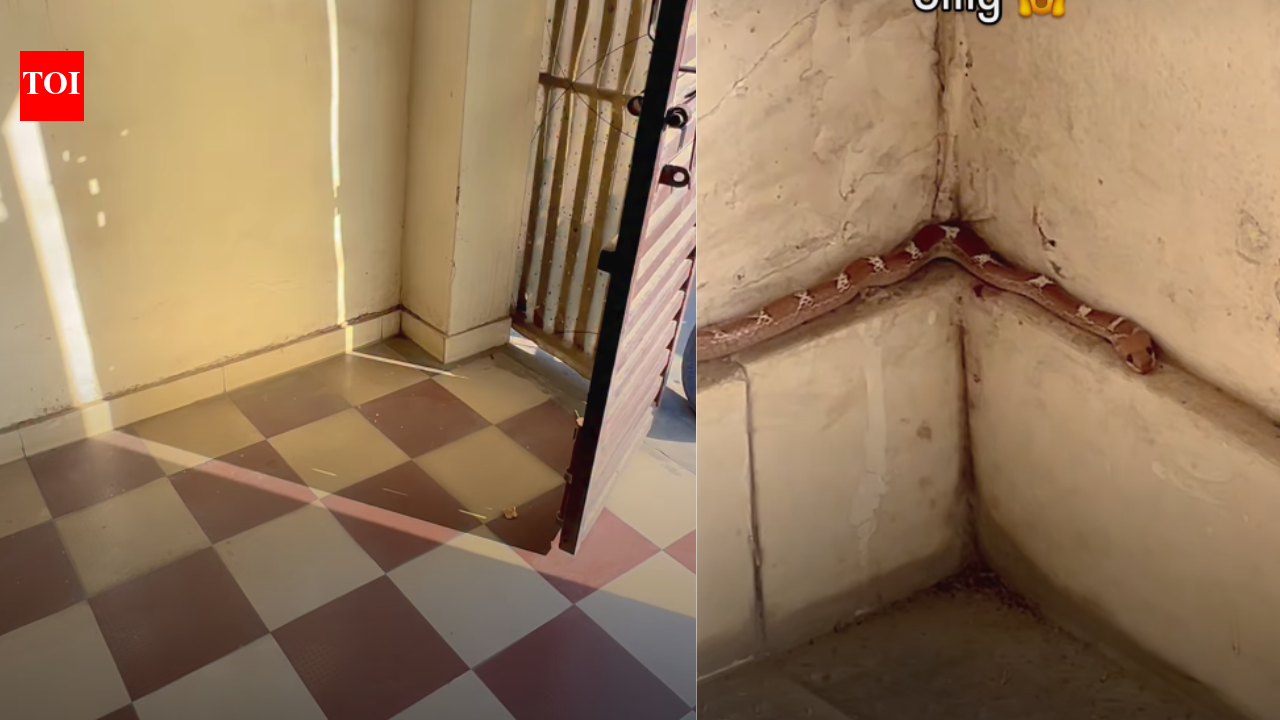Snake Hiding In Plain Sight: You won’t spot it at first, until the camera zooms in on the snake hiding in plain sight - The Times of India