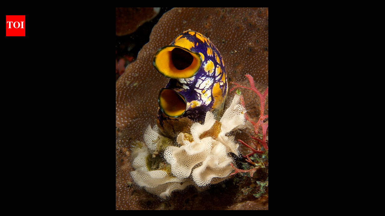 The creature that eats its own brain: A curious tale of Sea Squirt