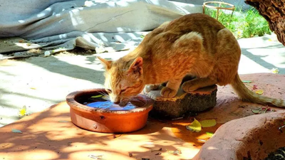 Temperature crosses 40°C across Pune, IMD forecasts rain today