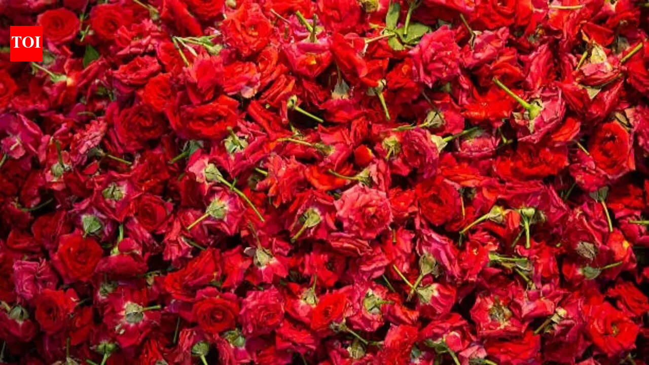 Best time to plant roses in India for maximum blooms